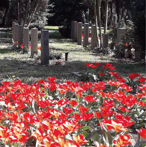 e-mail-tulpen.jpgtulpenzwiebeln-in-buchenwald